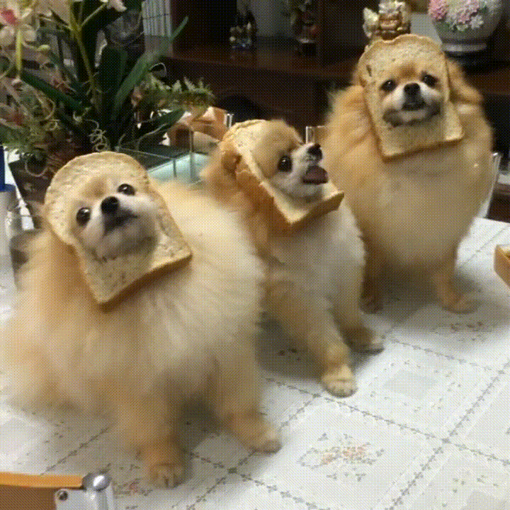 loaf of bread pomeranian GIF by Rover.com
