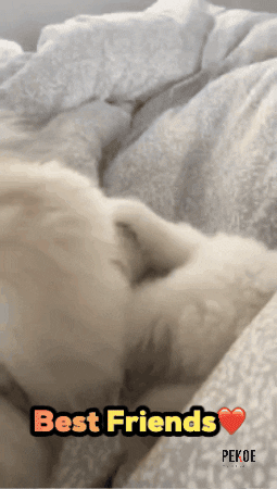 Best Friends Samoyed Puppy GIF by PekoeMortgages