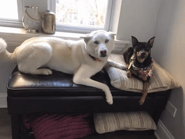 Dog GIF