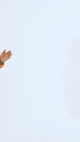 200.gif?cid=fc005b084a40cc6643906927719931c5593ec0fd33e3f1ba&rid=200.gif&ct=g