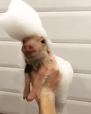 bath piglet GIF - bath piglet GIF