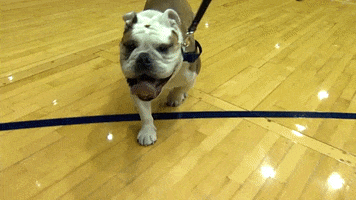 college basketball dog GIF by BIG EAST Conference