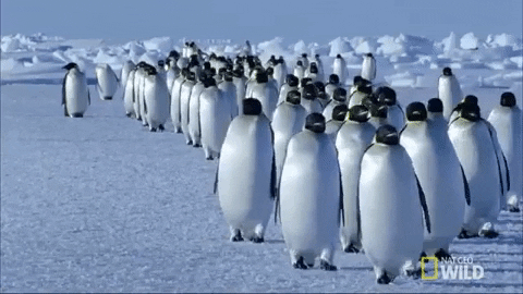 Emperor Penguin Walking GIF by Nat Geo Wild - Find & Share on GIPHY