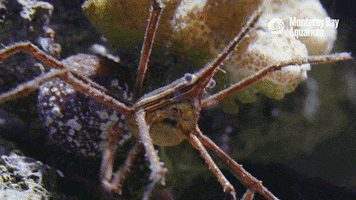 scratch crab GIF by Monterey Bay Aquarium