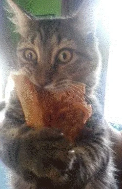 pizza cats GIF