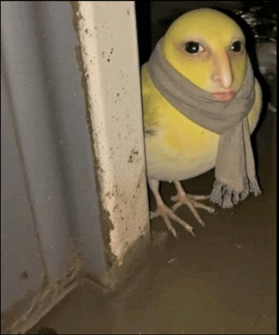 Bird GIF