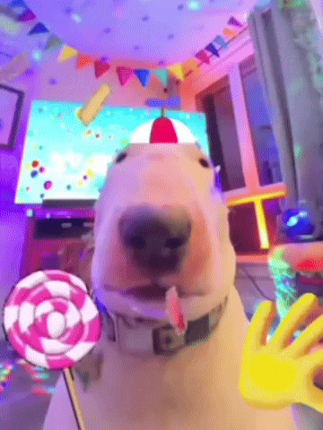 Bull Terrier Hello GIF