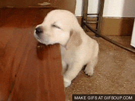 tired funny puppy GIF