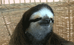 sloth GIF