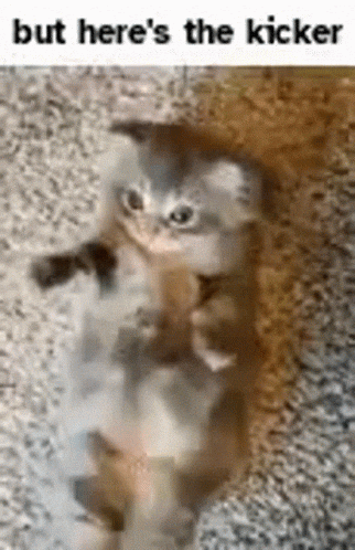 Cat Kicking GIF