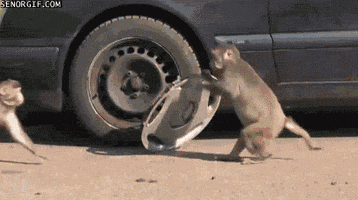 Wildlife gif. A capuchin monkey yanks a hubcap off of a parked car. Another monkey approaches from the left and the thief scurries away clutching his treasure. 
