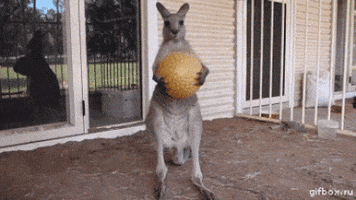 kangaroo dropped the ball GIF