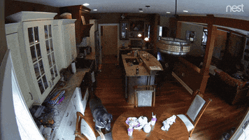 hungry yes please GIF by Nest