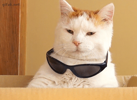 Cool Cat GIFs - Get the best GIF on GIPHY