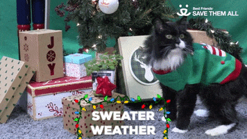 Save Them All Sweater Weather GIF by Best Friends Animal Society