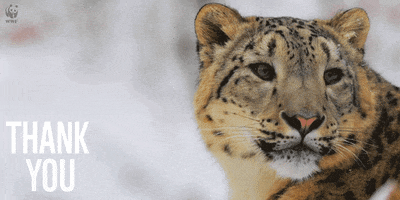 snow leopard thank you GIF by WWF_UK