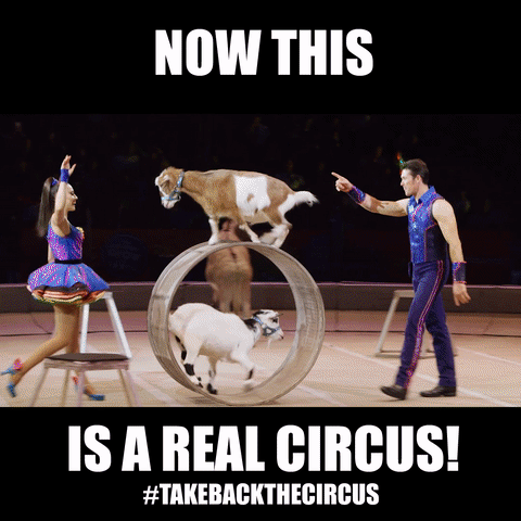 Real Circus GIFs - Get the best GIF on GIPHY