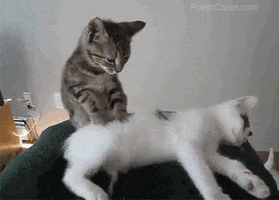 Cat Relax GIF