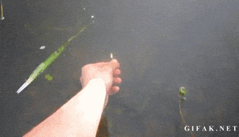 fishing GIF