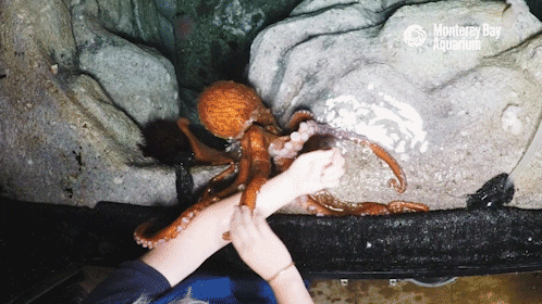 SCP-2967 Sapient Cephalopods by ScruffyManMonkeyMan on DeviantArt