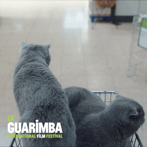 Cat Baby GIF by La Guarimba Film Festival