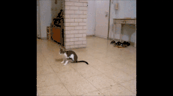backflips