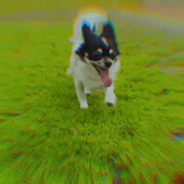 Dog 走る GIF