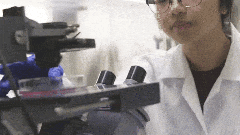 Testículos criados em laboratório ajudam no combate à infertilidade ♂️ 