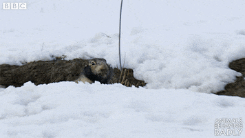 Zoom Hello GIF by BBC Earth