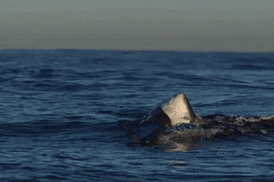 great white yes GIF by Shark Week