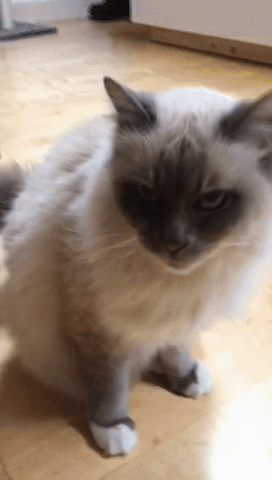 Drive Bob GIF by BOBcampagne