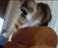cats flailing GIF via www.reddit.com