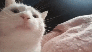 Skushch-Gifs GIF