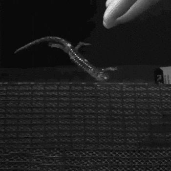 Skydive Flying GIF by mjkahn