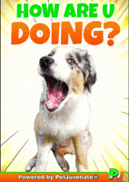 Henlo Hooman Fren GIF by PetJuvenate - PJ