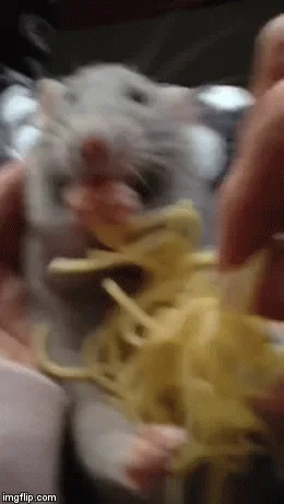 rat eating GIF