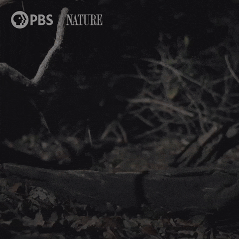Costa Rica Night GIF by Nature on PBS