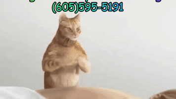 Tabby Cat Massage GIF