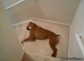Video gif. Lazy boxer dog wiggles itself down carpeted stairs, sliding down the flight and rolling playfully onto its back at the bottom.