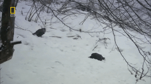 snow crows GIF