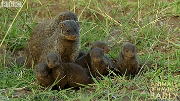 Friends Family GIF by BBC Earth