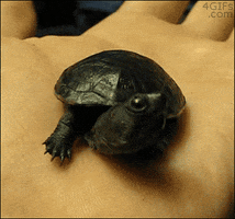tortugas GIF