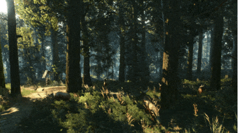 forest