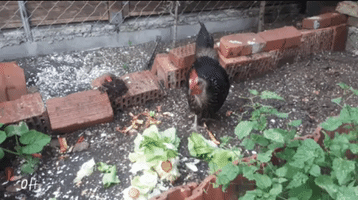 Chicken Essen GIF