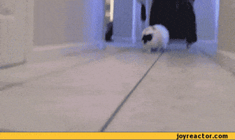 Fat Dog Running Gif