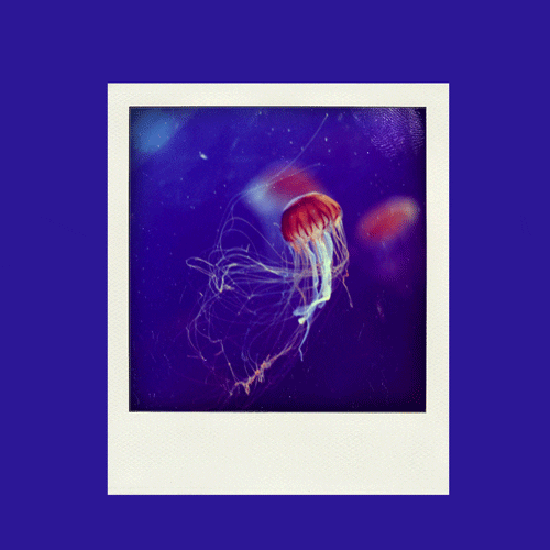Jellyfish Polaroid GIF by Anne Horel Find & Share on GIPHY