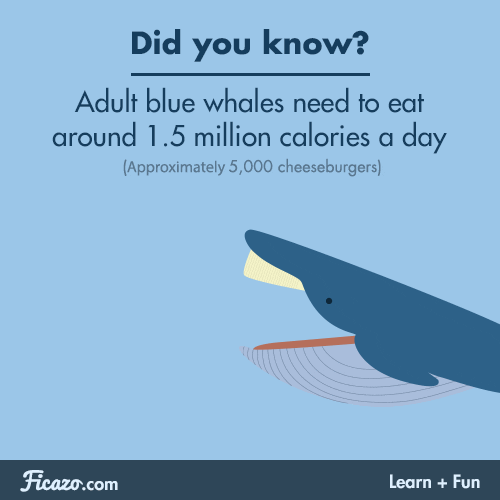 Illustrated gif. School of tiny fish proceed smoothly into the open mouth of a blue whale. Text, "Did you know? Adult blue whales need to eat around 1.5 million calories a day (Approximately 5,000 cheeseburgers). Ficazo.com, Learn + Fun."