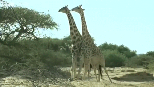 Giraffes Fighting GIF by hero0fwar - Find & Share on GIPHY