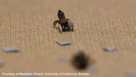 Spider Dancing Gif By Science Friday Find Share On Giphy Spider Dancing Gif By Science Friday Find Share On Giphy