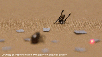 dance spider GIF by Science Friday